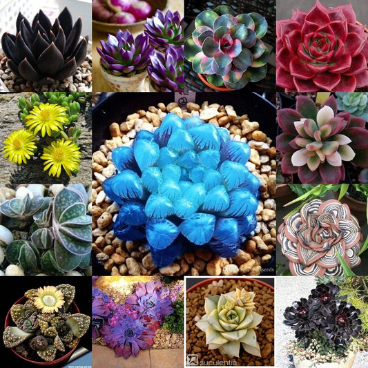 Semillas de 30 Especies de Suculentas surtidas más Raras del Mundo BioSHIELD™ (EXISTENCIAS LIMITADAS)